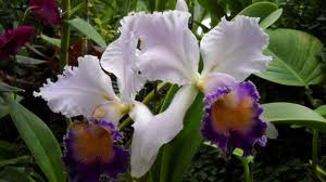 orchideje11